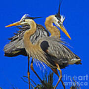 Great Blue Heron Family Art Print