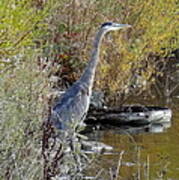 Great Blue Heron - Juvenile Art Print