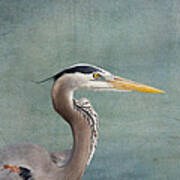 Great Blue Heron - Profile Art Print