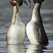 Great Crested Grebe Courtship Art Print
