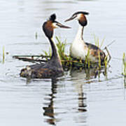 Great Crested Grebe Pair Dislaying Art Print