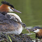 Great Crested Grebes Feeding Chick Art Print