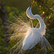 Great Egret Courting In Breeding Art Print