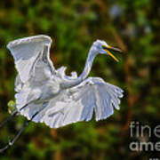 Great Egret In Flight Art Print