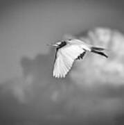 Great Egret In Flight Black And White Art Print