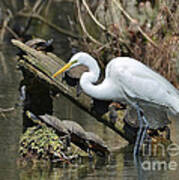 Great Egret In The Swamps Art Print