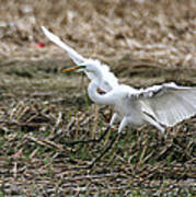 Great Egret Landing Art Print