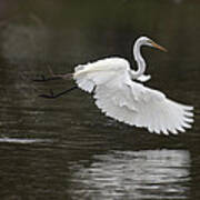 Great Egret Takeoff Art Print