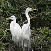 Great Egrets In Breeding Plumage Florida Art Print