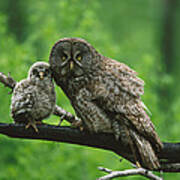 Great Gray Owl With Chick Saskatchewan Art Print