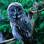 Great Grey Owl Strix Nebulosa In Art Print