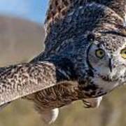 Great Horned Owl In Flight - Coming At-cha Art Print