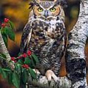 Great Horned Owl Art Print