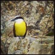 Great Kiskadee Quintana Roo, Mexico Art Print