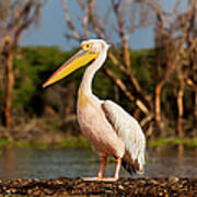 Great White Pelican, Pelecanus Art Print