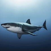 Great White Shark (carcharodon Carcharias) Swimming In Pacific Ocean Water Of Guadalupe Island, Mexico Art Print