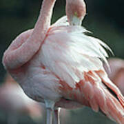 Greater Flamingo Preening Galapagos Art Print