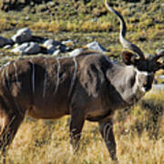 Greater Kudu Grazing Art Print