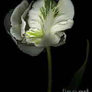 Green And White Parrot Tulip Art Print