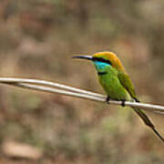 Green Bee-eater Art Print