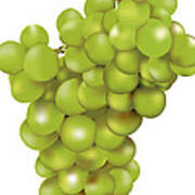 Green Bunch Of Grapes Art Print