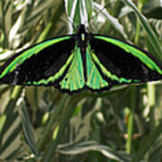 Green Butterfly Art Print