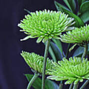 Green Chrysanthemums Art Print