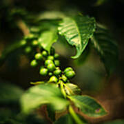 Green Coffee Beans Art Print
