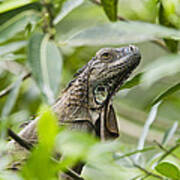 Green Iguana In Lowland Rainforest Art Print