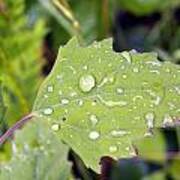 Green Leaf And Water Diamonds Art Print