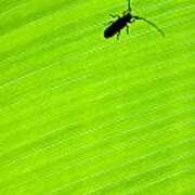 Green Leaf Background With A Bug Art Print