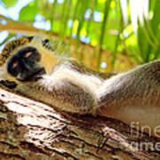 Green Monkey Sleeping On Tree Art Print