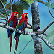 Green-winged Macaws Art Print