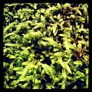 #green#nature#moss#webstagram Art Print