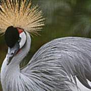 Grey Crowned Crane Art Print