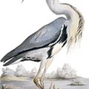 Grey Heron, 19th Century Art Print