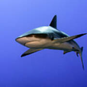 Grey Reef Shark  (carcharhinus Amblyrhynchos) Art Print