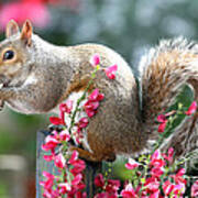 Grey Squirrel In The Broom Flowers Art Print