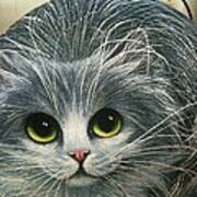 Grey Tuxedo Cat Rock Pet Art Print