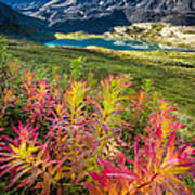Grizzly Bear Fireweed Art Print