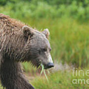 Brown Bear Katmai Alaska Eating Grass Art Print