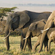 Group Of African Elephants In The Wild Art Print