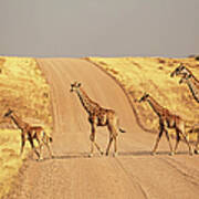 Group Of Giraffes Walking On The Gravel Art Print