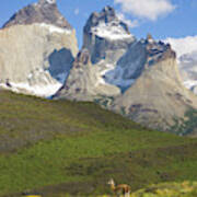 Guanaco And Cuernos Del Paine Art Print