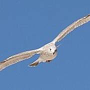 Gull In Flight Art Print