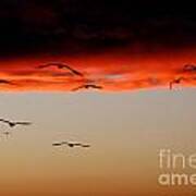Gulls At Sundown Art Print