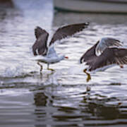 Gulls Fishing At Water Surface Art Print