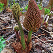 Gunnera Manicata Art Print