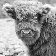 Hairy Cow Baby Art Print