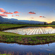 Hanalei Taro Fields Art Print